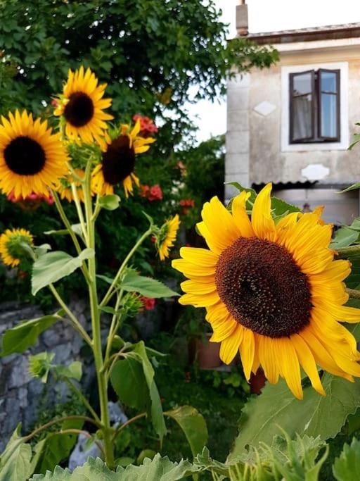 Zelena Oaza Apartman Skrljevo Kültér fotó